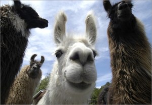 llama