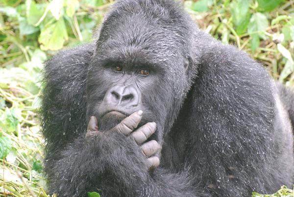 gorilla-irresistable-beauty